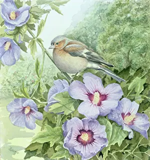 Benger: Chaffinch on Hibiscus