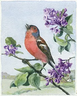 Orton: Chaffinch on a lilac bough