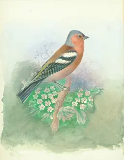 Chaffinch: Chaffinch (male)