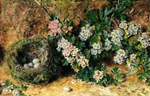 Chaffinch: Chaffinch Nest and May Blossom