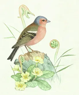 Hopking: Chaffinch – on a tree stump with primroses