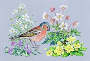Stitchwort: Chaffinch with windflowers, stitchwort, violets