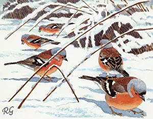 Forage: Chaffinches