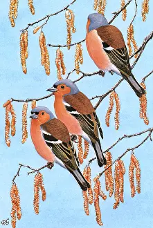 Chaffinches: Chaffinches