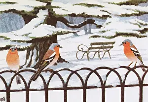 Perch: Chaffinches