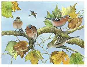 Chaffinches: Chaffinches in Beech Tree