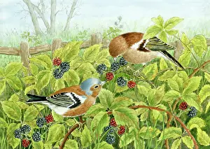 Brambles: Chaffinches on brambles