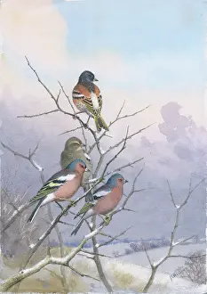 Chaffinches: Chaffinches and a Brambling in winter