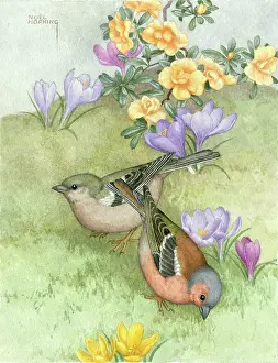 Crocuses: Two chaffinches with crocuses and azaleas