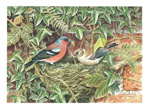Chaffinches: Chaffinches nest building