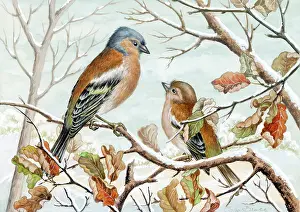 Chaffinches: Two chaffinches in the snow