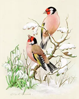 Chaffinches: Chaffinches and snowdrops