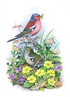Primroses: Chaffinches with spring flowers