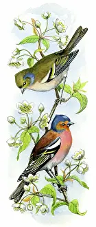 Chaffinches: Chaffinches on white blossom
