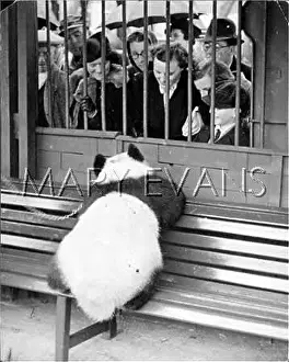 Intrusive: CHAINED PANDA IN ZOO