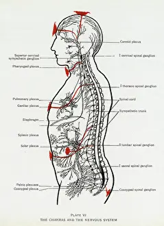 Diaphragm: Chakras and Nervous System