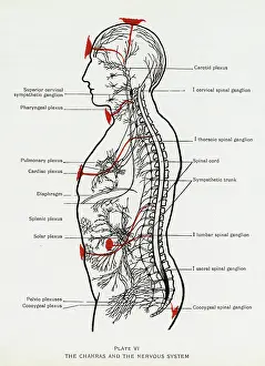 Cord: Chakras and Nervous System