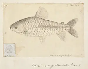 Leporinus: Chalceus nigrotaeniatus