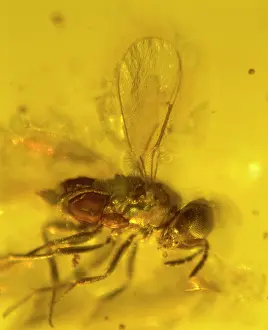 Amber: Chalcid wasp in amber