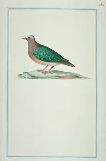 Gideon: Chalcophaps indica, emerald dove