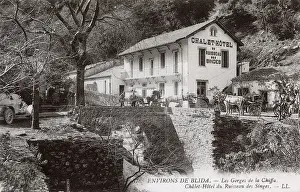 Apes: Chalet Hotel, Chiffa Gorges, Blida, Algeria, North Africa