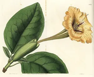 Guttata: Chalice vine or spotted-flowered solandra, Solandra guttata