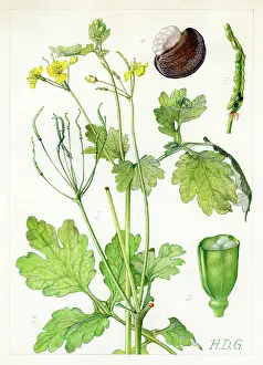 Majus: Chalidonium majus - greater celandine