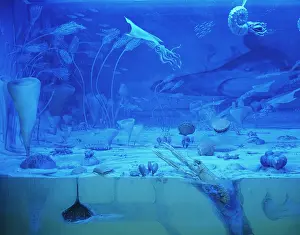 Ammonite: Chalk sea diorama