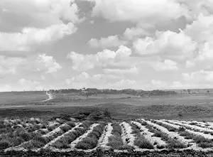 Conifers: CHALK SOIL PLOUGHING