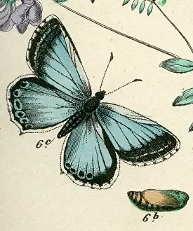 Chalkhill: Chalkhill Blue Butterfly