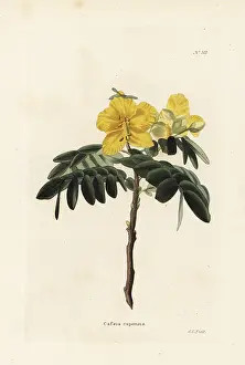 Capensis: Chamaecrista capensis