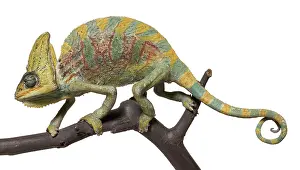 Articulated: Chamaeleo calyptratus, veiled chameleon