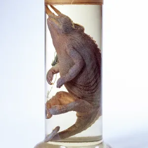 Lacertilia: Chamaeleo jacksonii, Jackson's chameleon