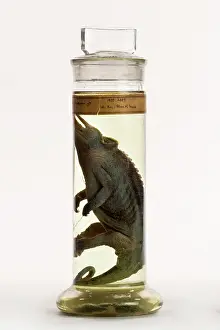 Chamaeleo: Chamaeleo jacksonii, Jackson's chameleon