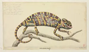 Scaled: Chamaeleo zeylanicus, Indian chameleon