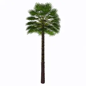 Monocot: Chamaerops humilis isolated on white