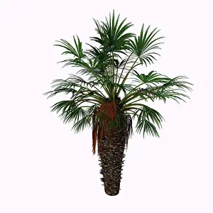 Monocot: Chamaerops humilis is a shrub-like clumping palm tree