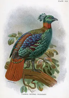 Lophophorus: CHAMBA MOONAL PHEASANT