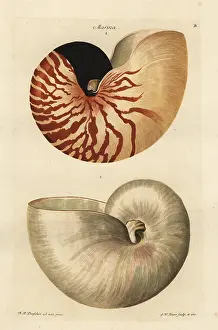 Auserlesenes: Chambered or great nautilus shell, Nautilus pompilius