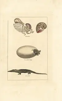 Barrs Buffon: Chambered nautilus and crocodile and egg