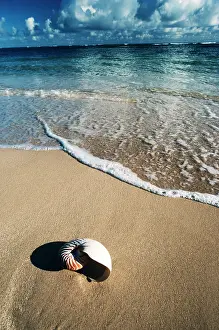 Chambered: Chambered Nautilus Hawaii on the Beach