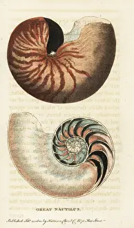 Chambered: Chambered nautilus, Nautilus pompilius
