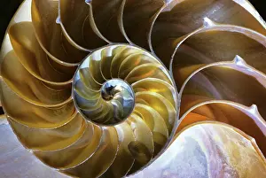 Nacre: Chambered Nautilus Nautilus Pompilius Shell Cut in Half