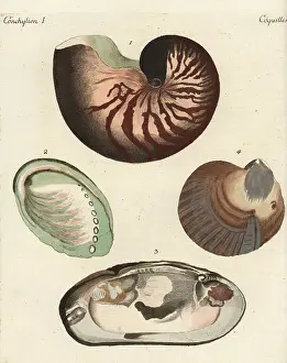 Mussel: Chambered nautilus and pearl shells