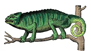 Chameleon: Chameleon, 16th Century