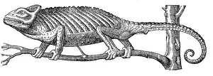 Entymology: Chameleon