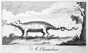Chameleons: Chameleon