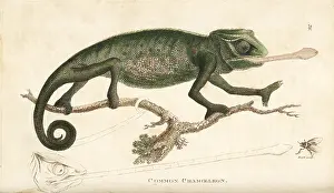 Lacerta: Chameleon, Chamaeleo chamaeleon