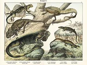 Herpetology: Chameleon, lizards, iguana, basilisk and flying dragon