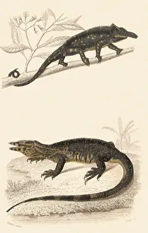 Chameleon: A Chameleon and a Monitor